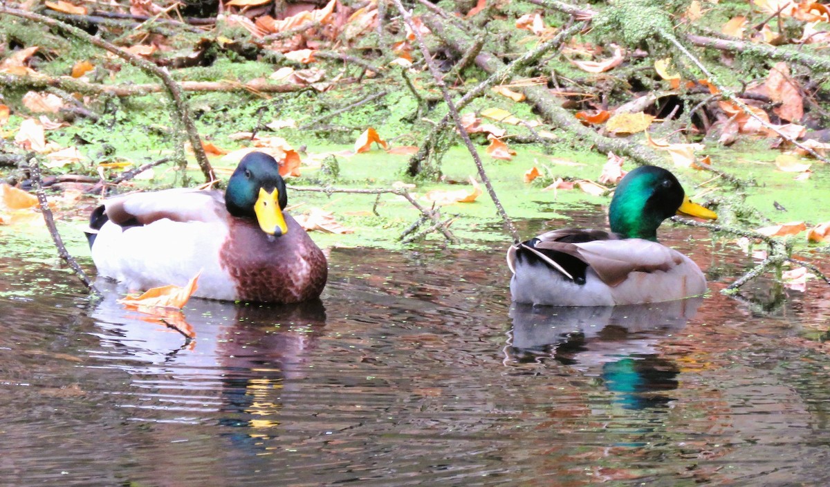 Mallard - ML644093921