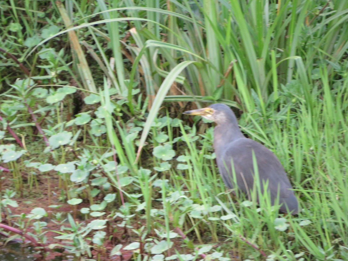 Rufous-bellied Heron - ML644093924
