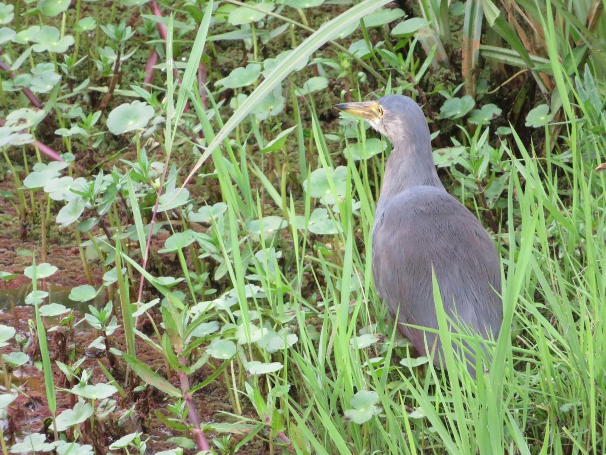 Rufous-bellied Heron - ML644093925