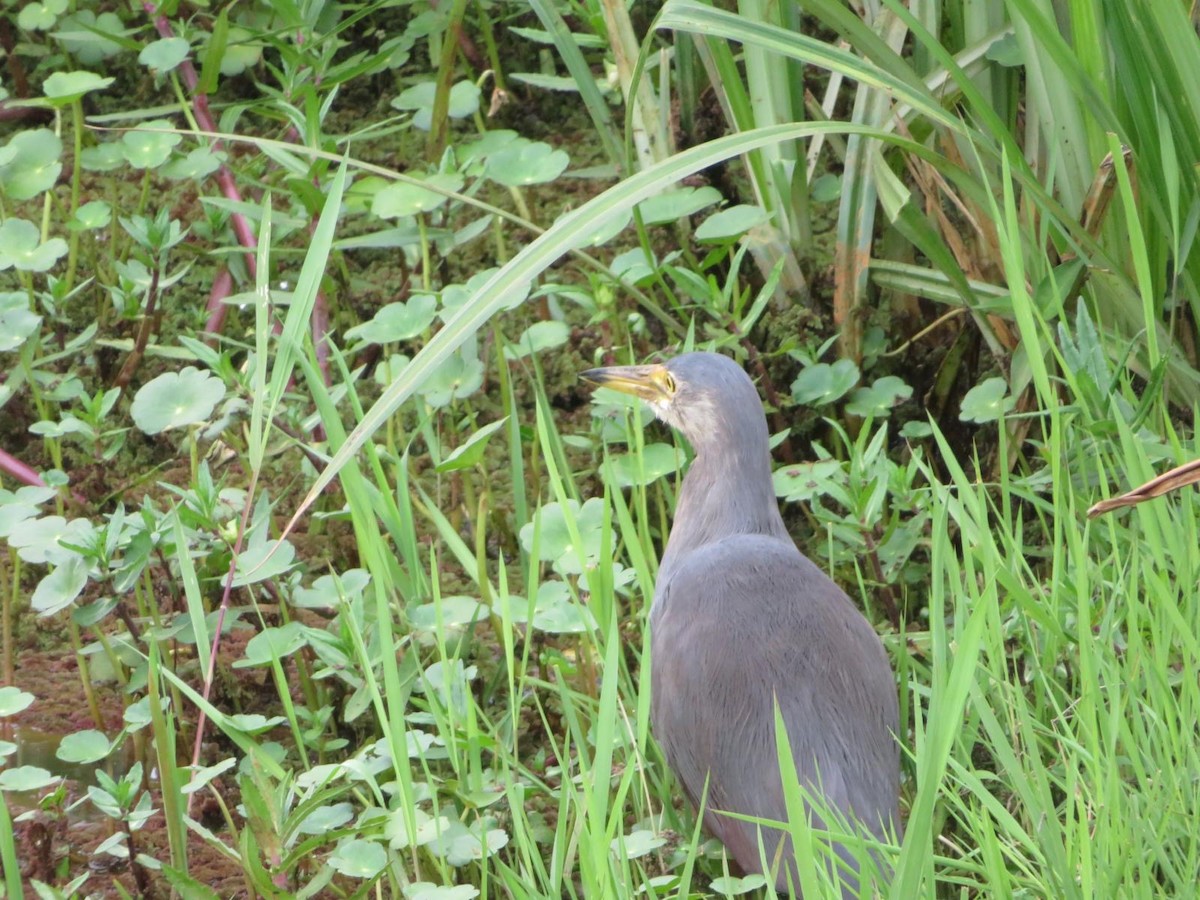 Rufous-bellied Heron - ML644093926