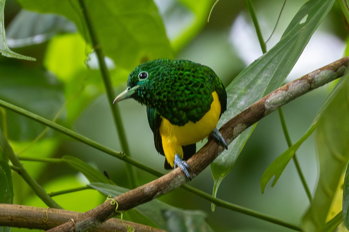 African Emerald Cuckoo - ML644093932