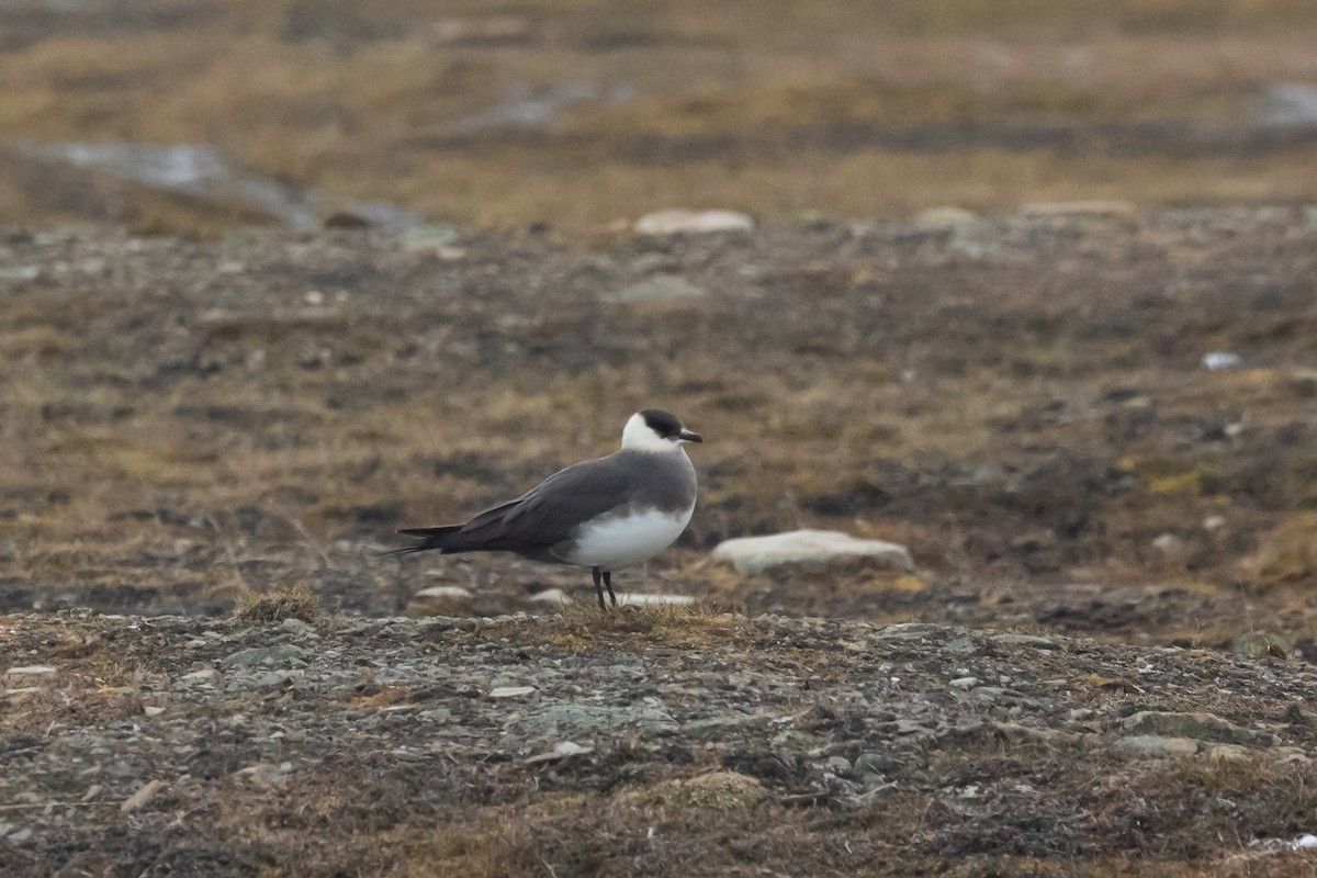 Parasitic Jaeger - ML644093984