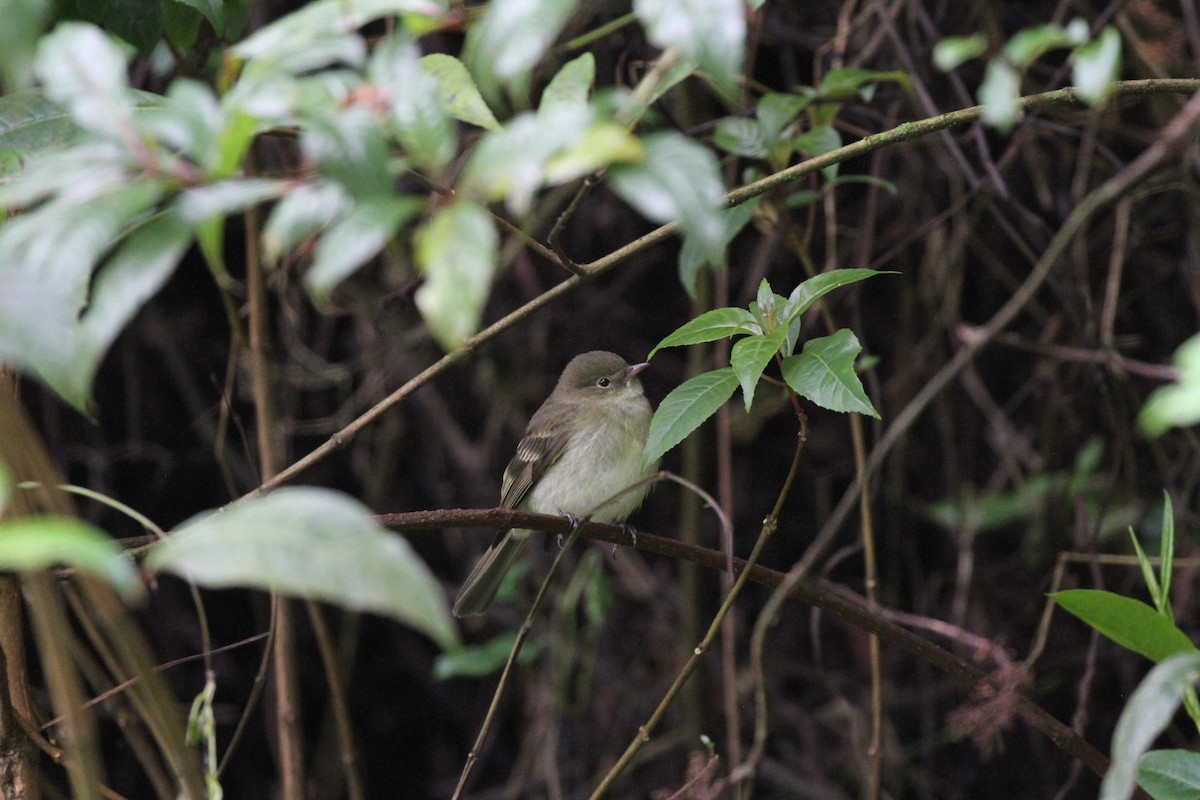 Mountain Elaenia - ML644094002