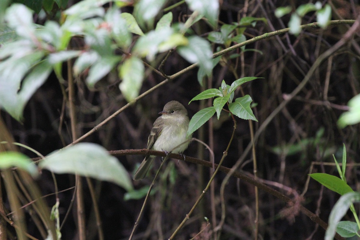 Mountain Elaenia - ML644094003