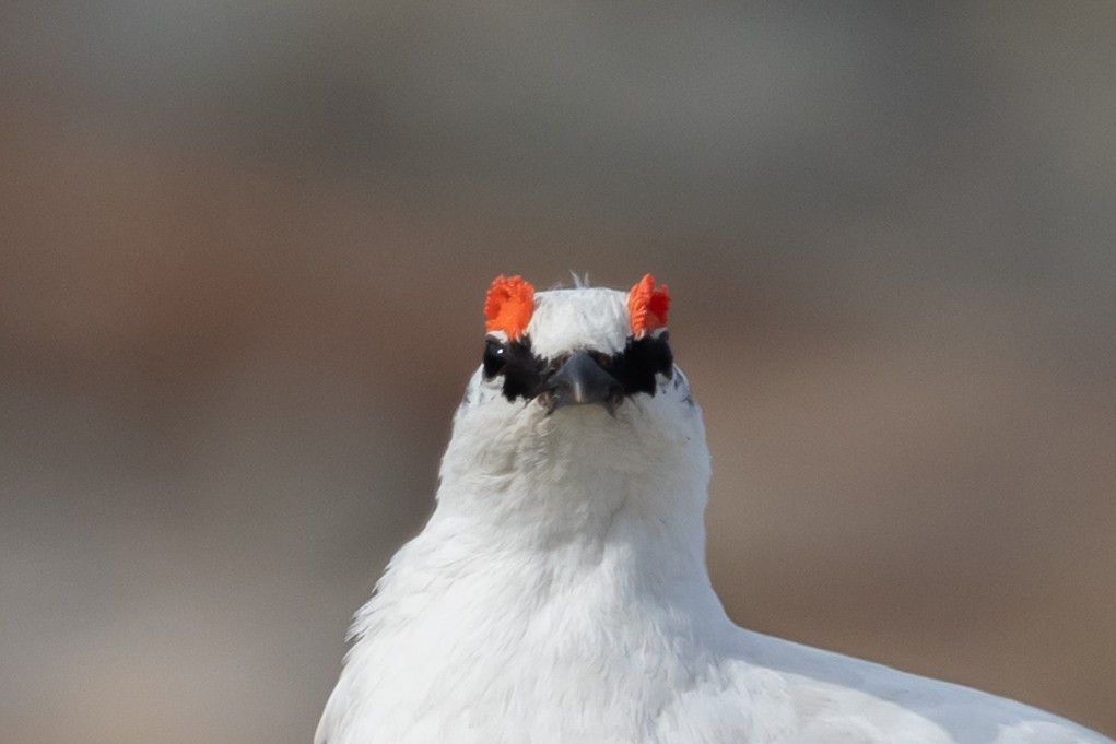 Rock Ptarmigan - ML644094023