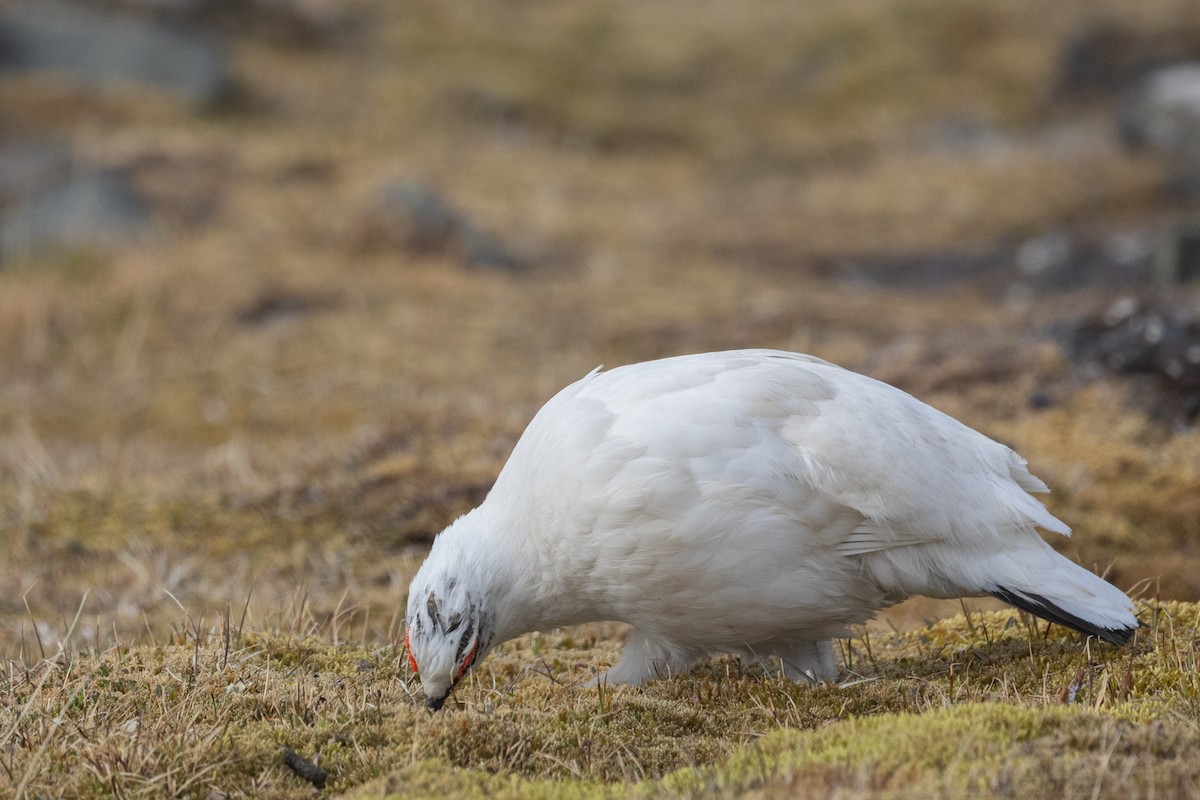 Куріпка тундрова - ML644094025