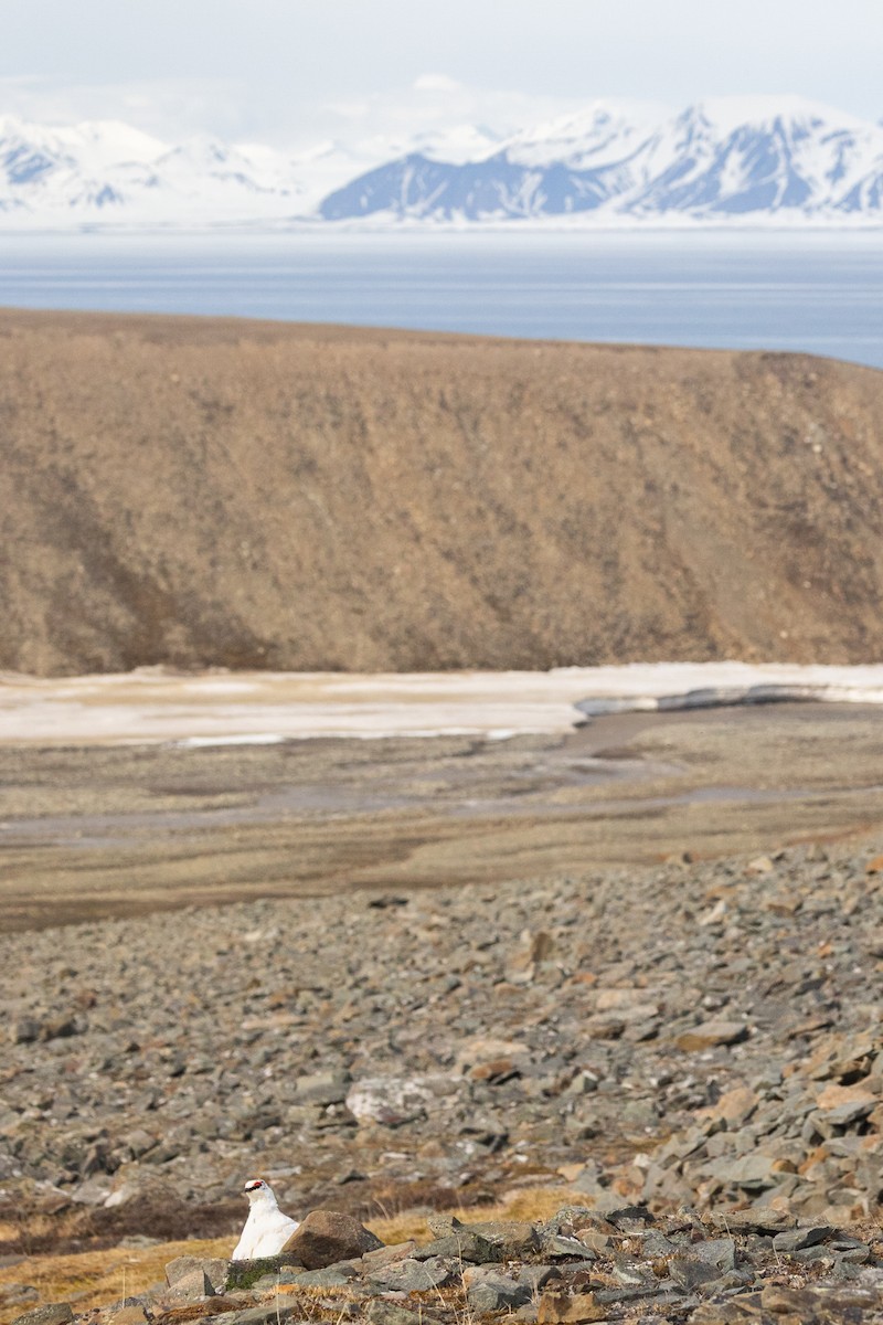 Куріпка тундрова - ML644094026