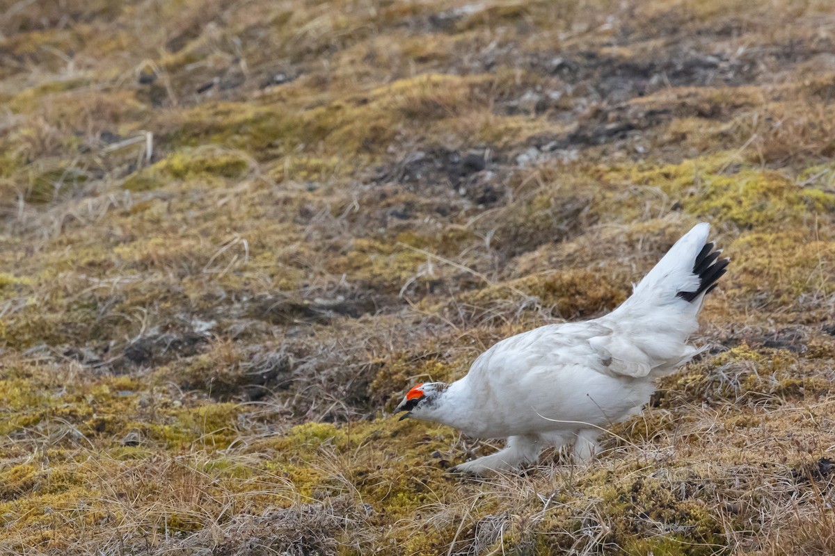 Rock Ptarmigan - ML644094028
