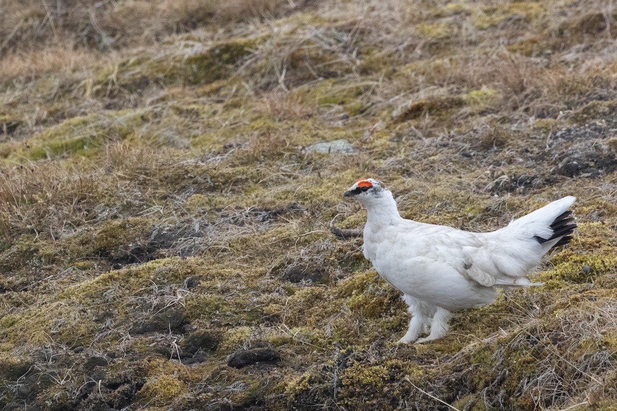 Куріпка тундрова - ML644094029