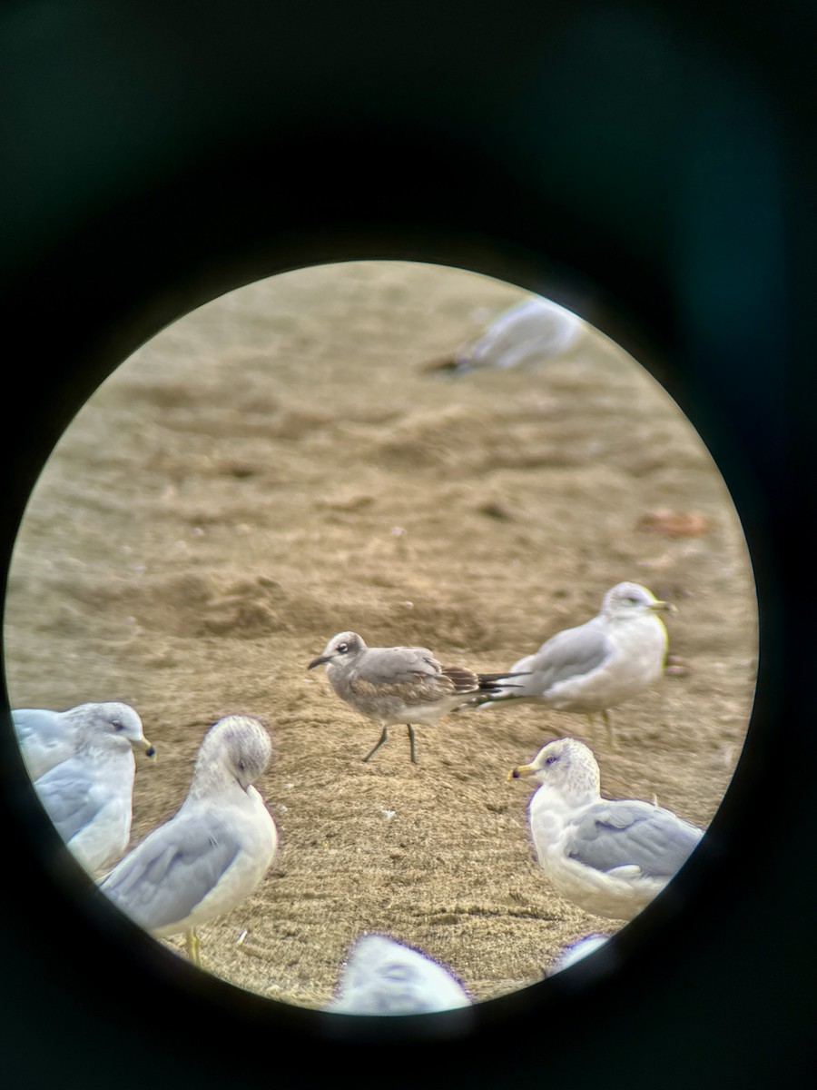 Gabbiano sghignazzante - ML644094042