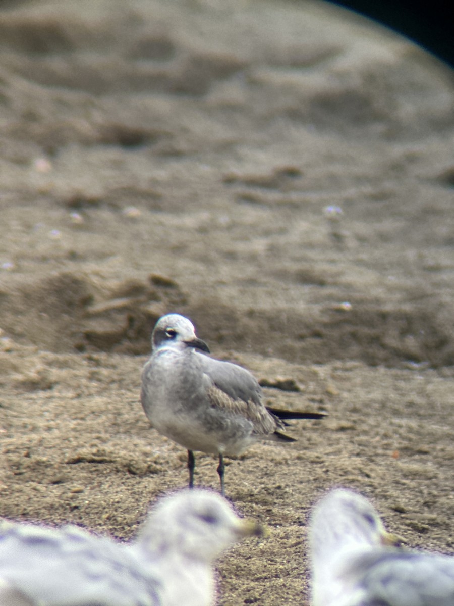 Gabbiano sghignazzante - ML644094043