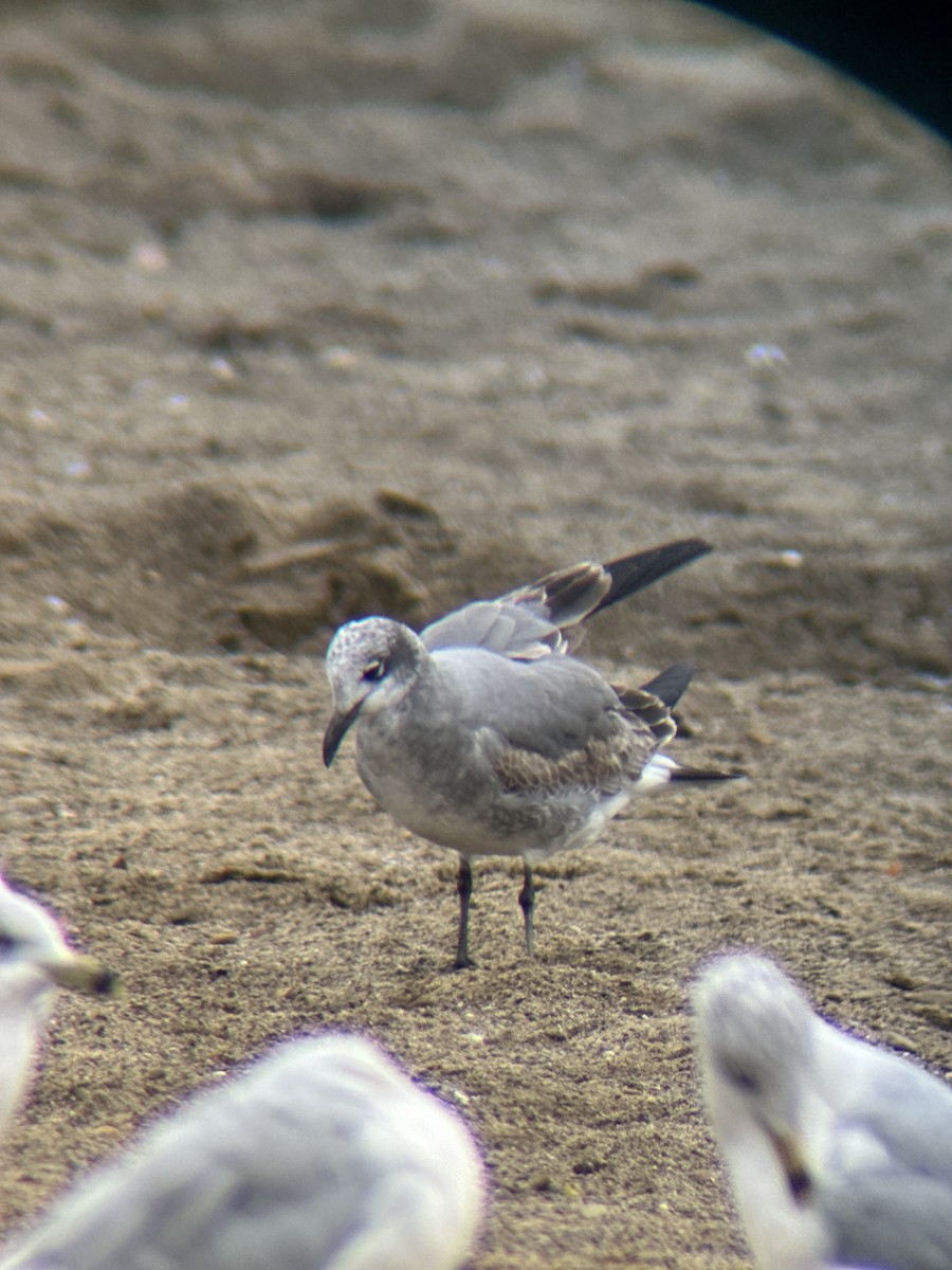 Gabbiano sghignazzante - ML644094044