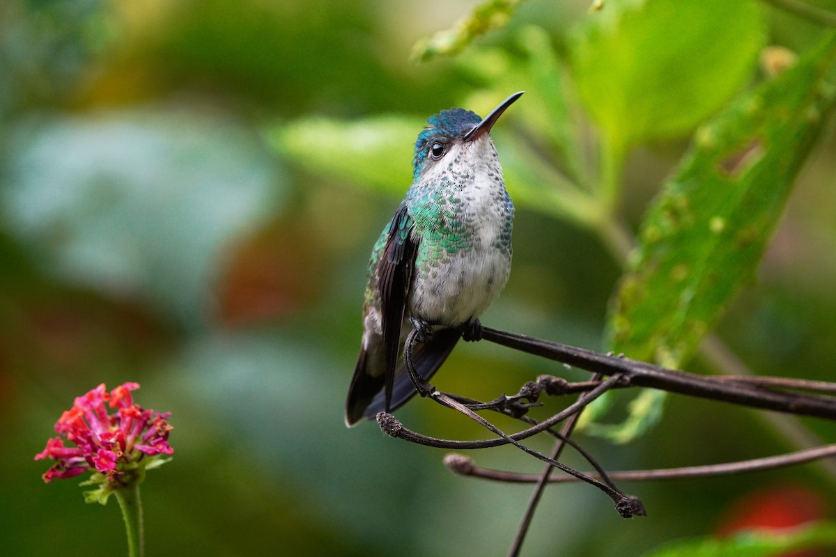 Golden-tailed Sapphire - ML644094056