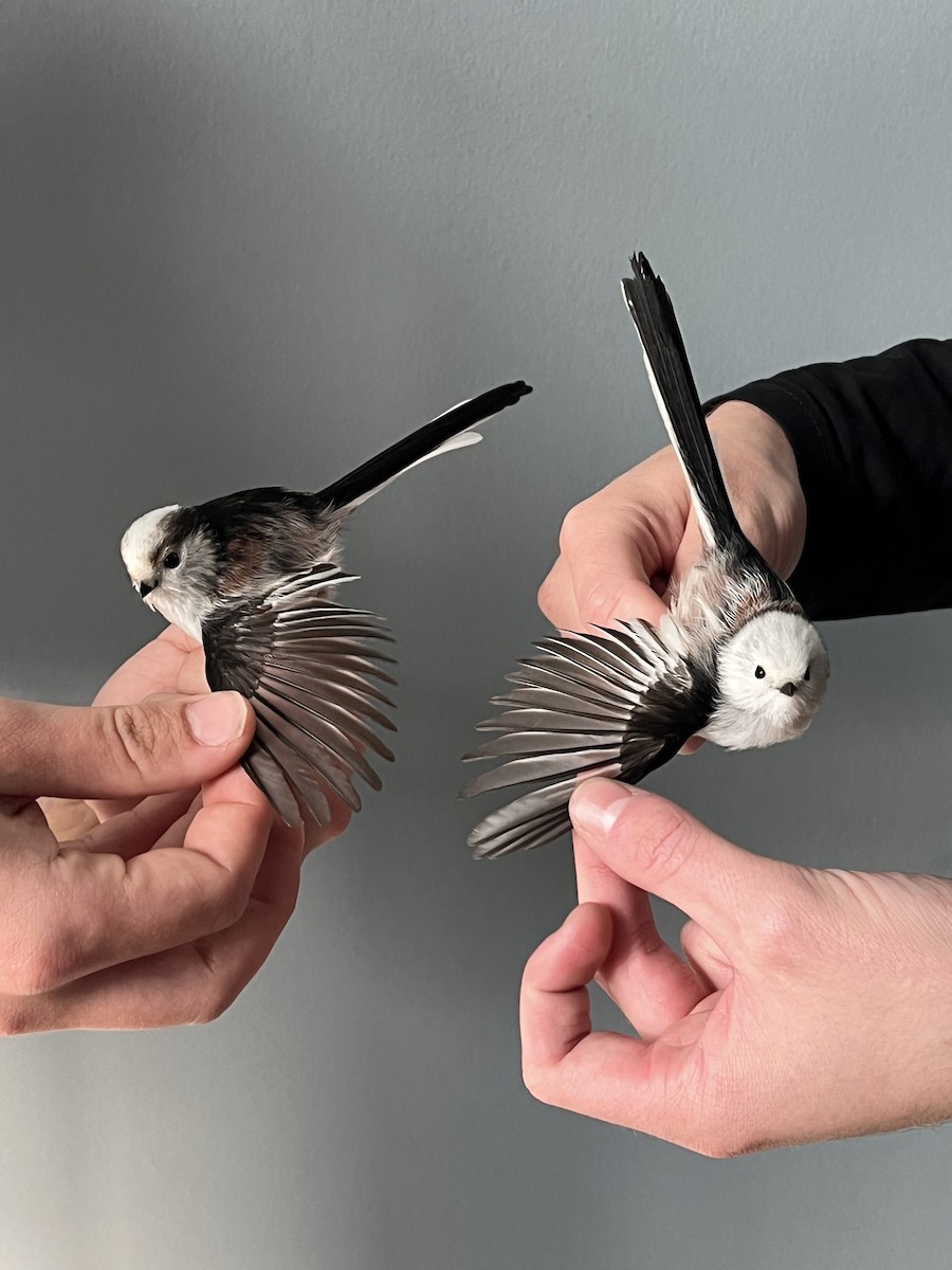 Long-tailed Tit - ML644094058