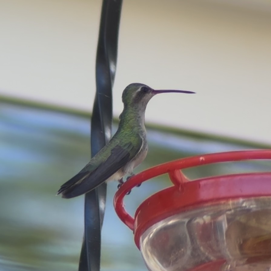 Broad-billed Hummingbird - ML644094073