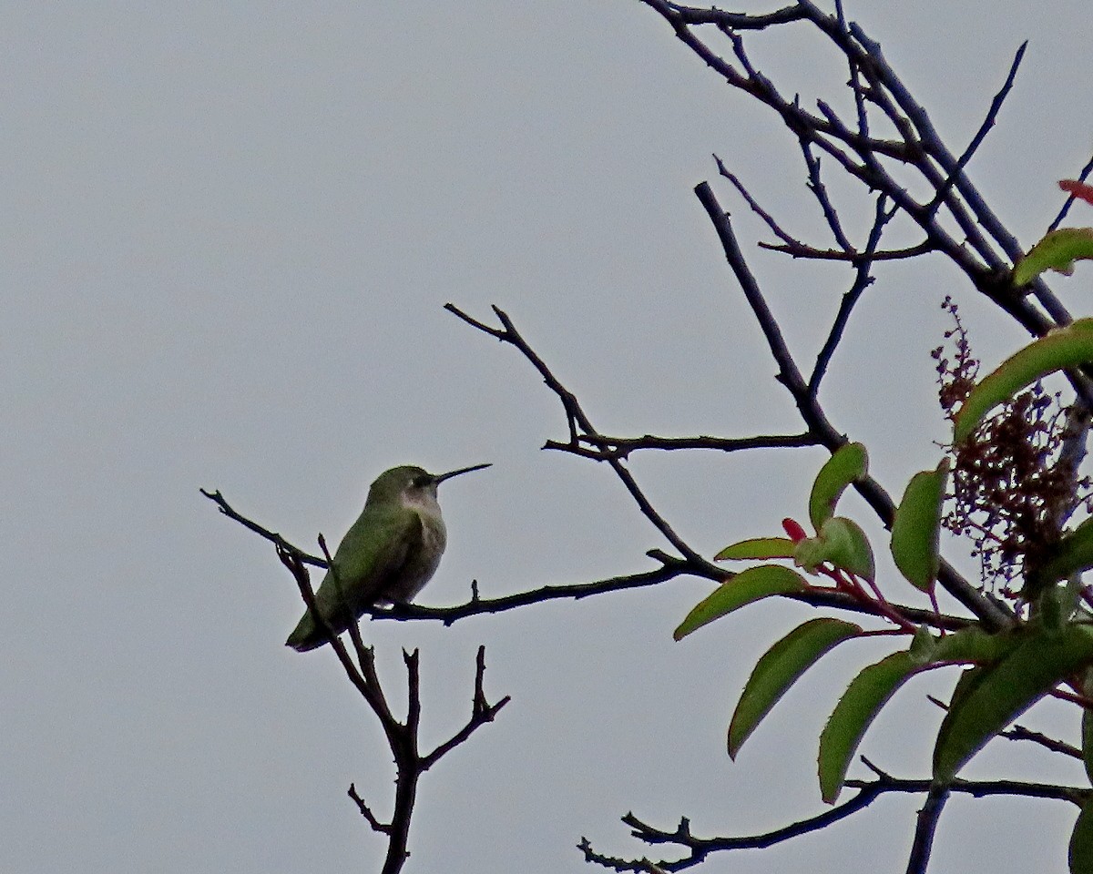 rødmaskekolibri - ML644094084