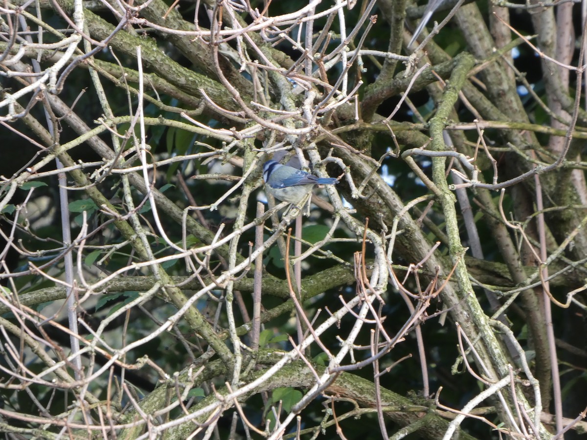 Eurasian Blue Tit - ML644094098