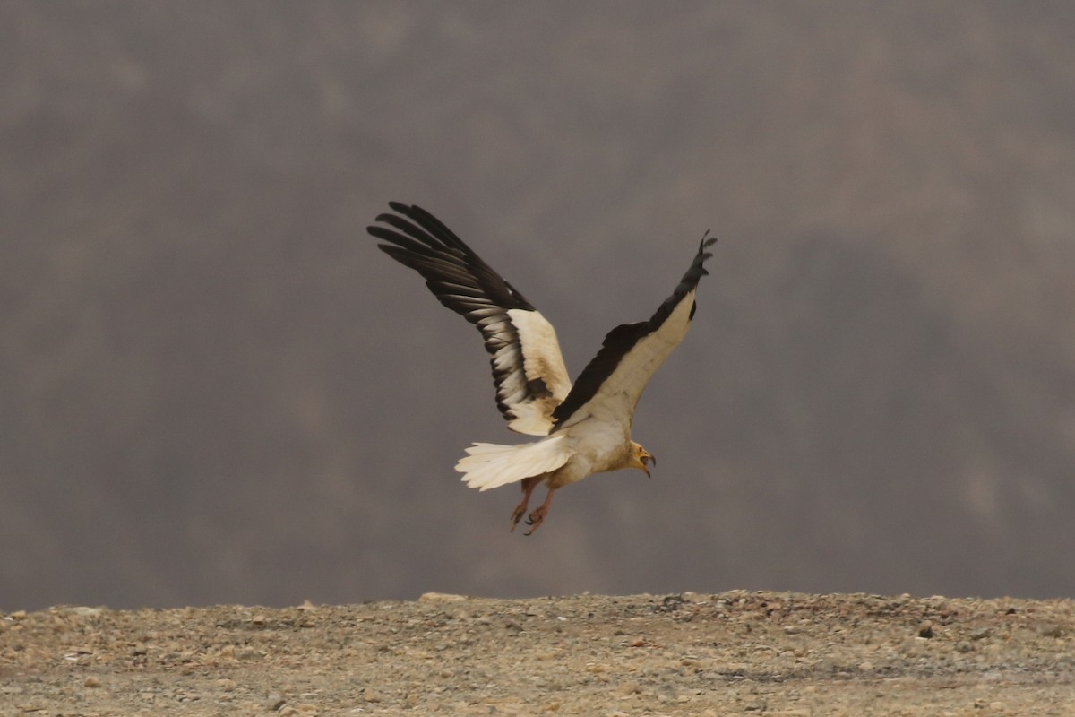 エジプトハゲワシ - ML644094106