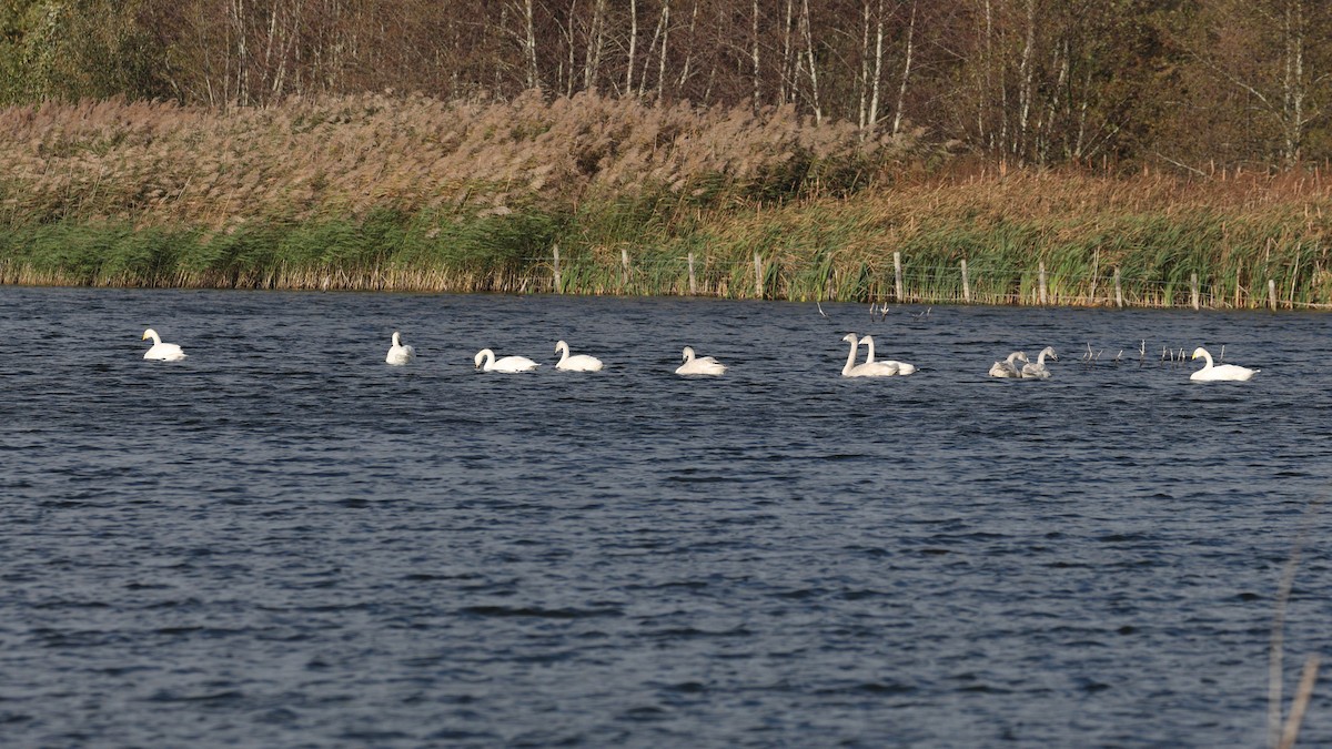 Whooper Swan - ML644094107