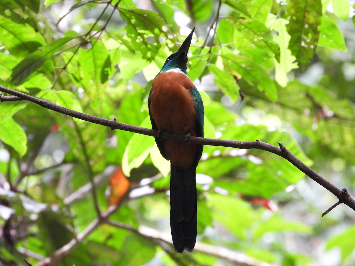 Great Jacamar - ML644094108