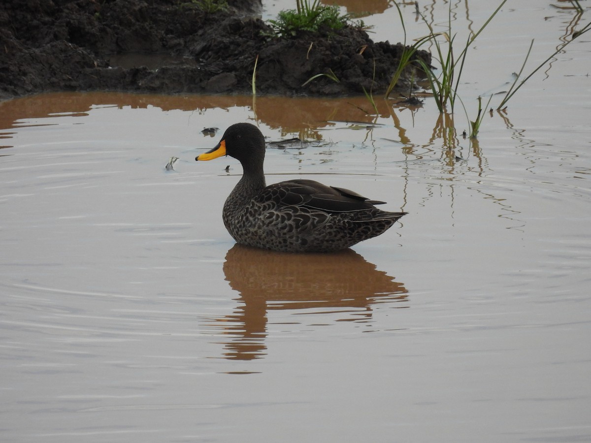 Canard à bec jaune - ML644094110
