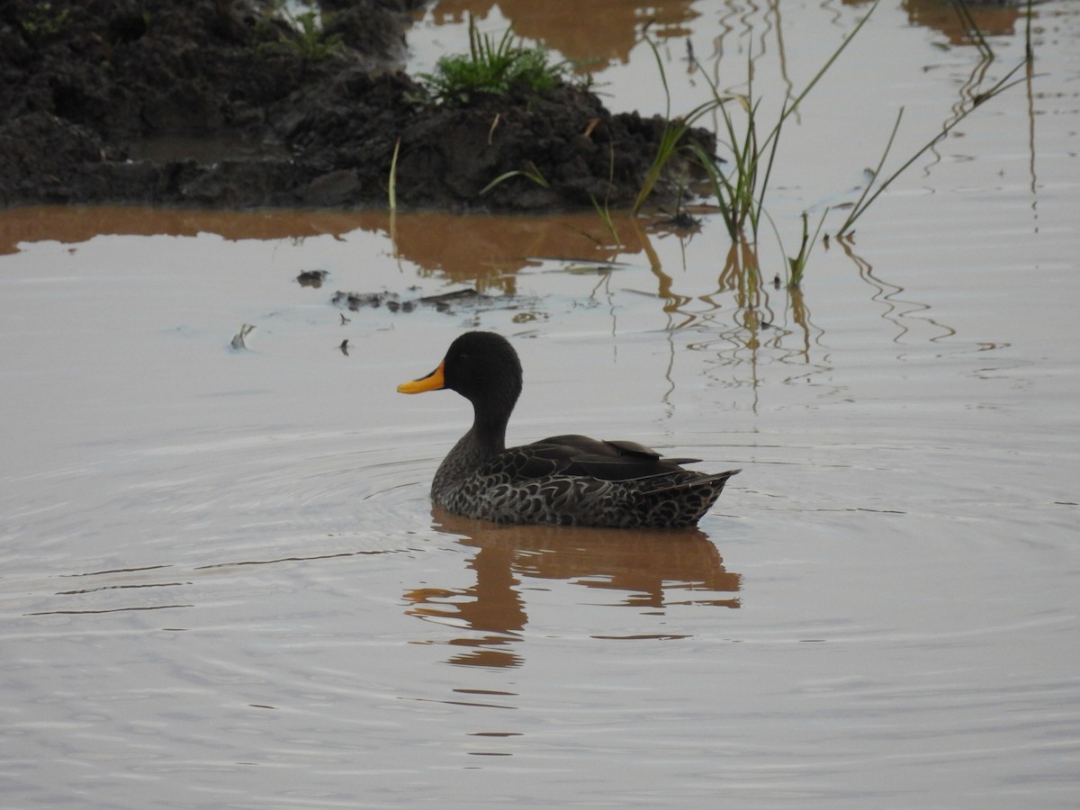 Canard à bec jaune - ML644094111