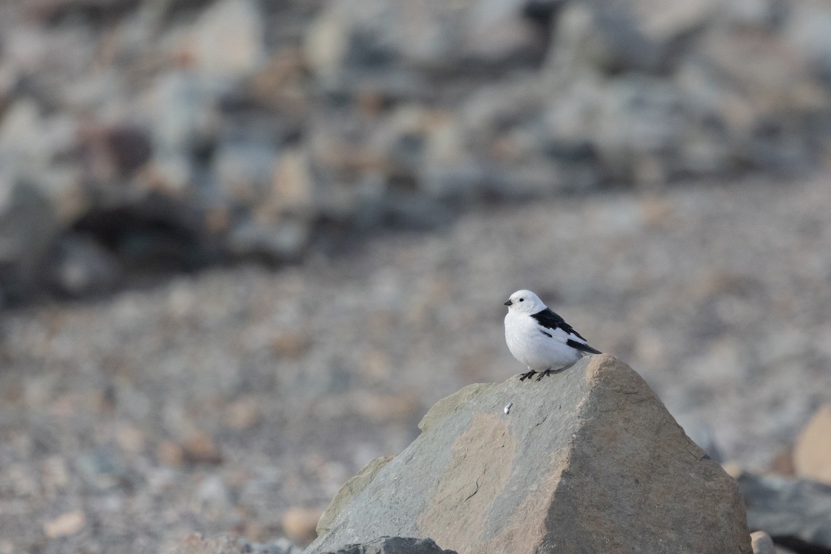 Snow Bunting - ML644094112