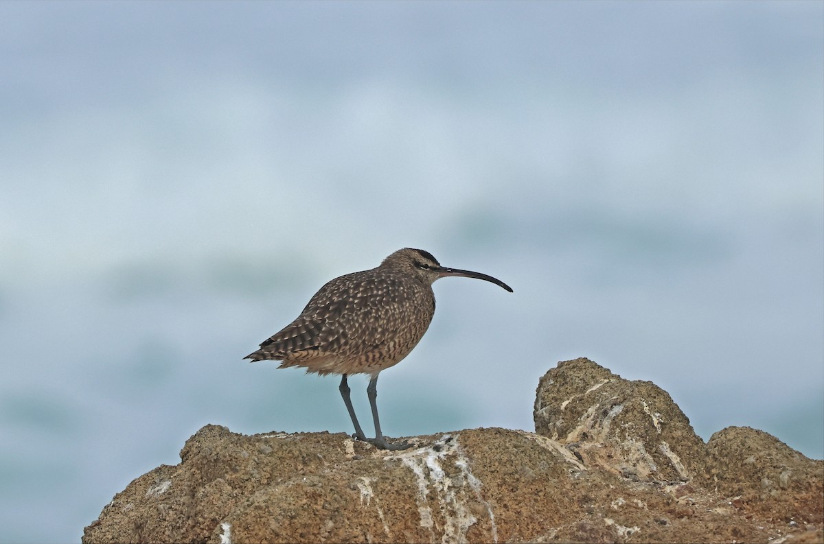 Courlis hudsonien - ML644094113