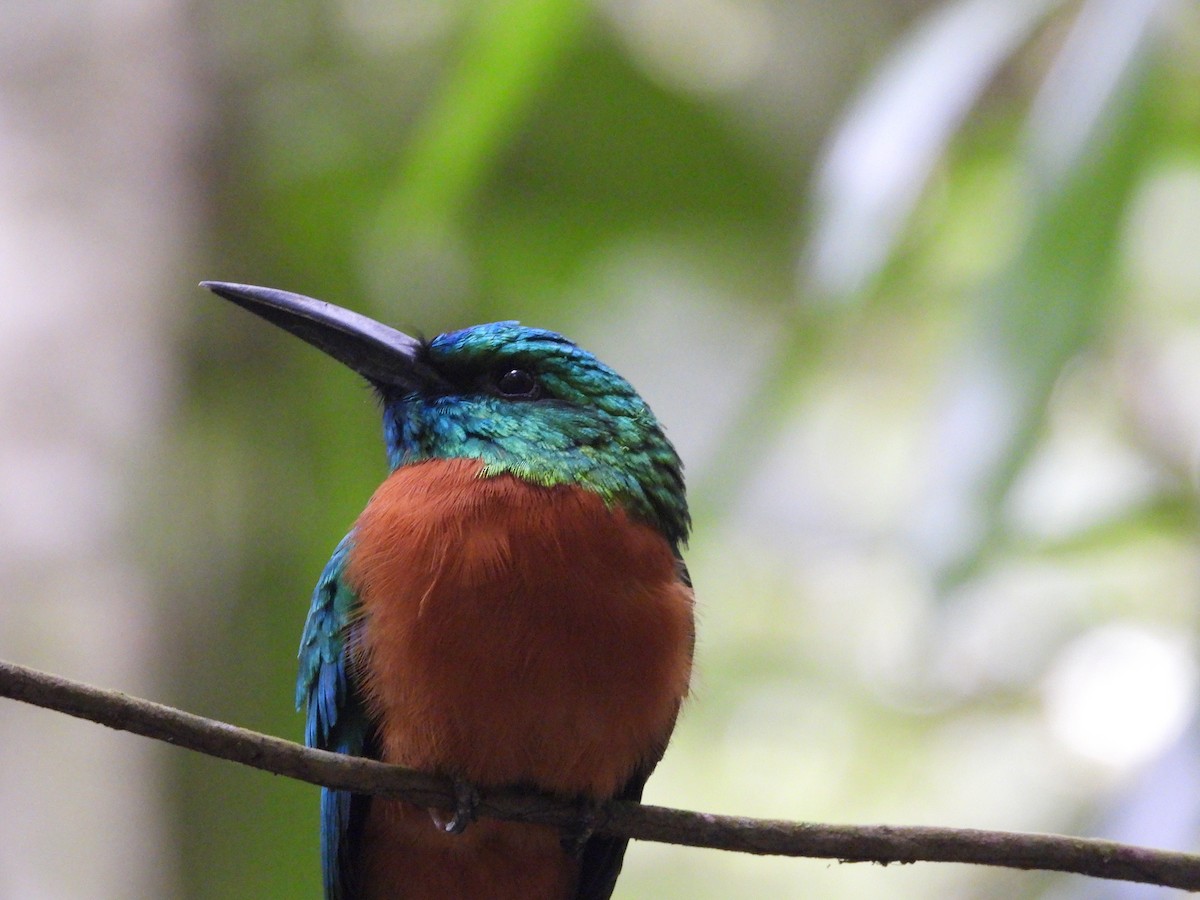 Great Jacamar - ML644094114