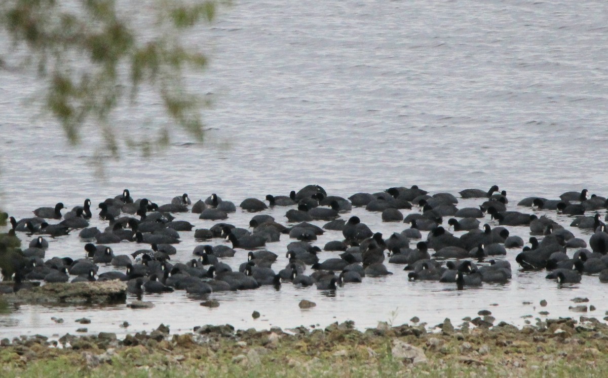 American Coot - ML644094138