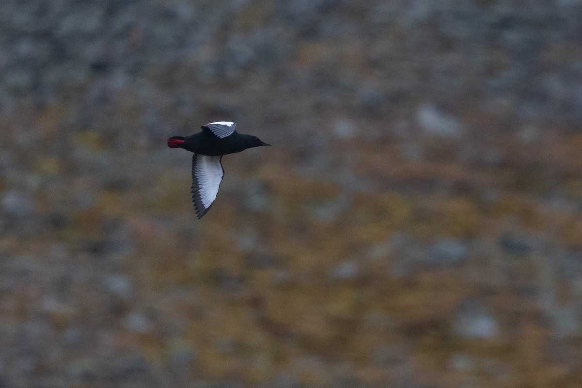 Black Guillemot (mandtii) - ML644094142