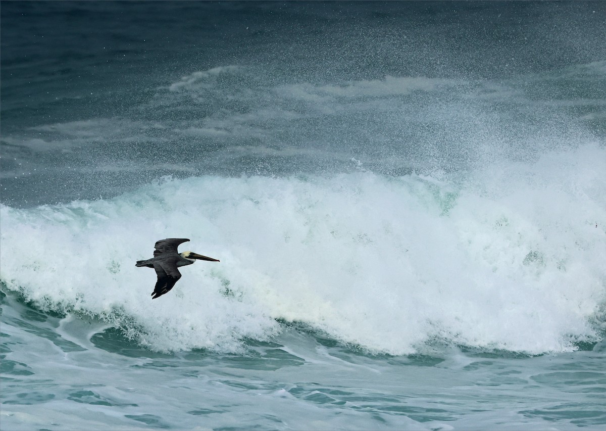 Pélican brun (californicus) - ML644094151