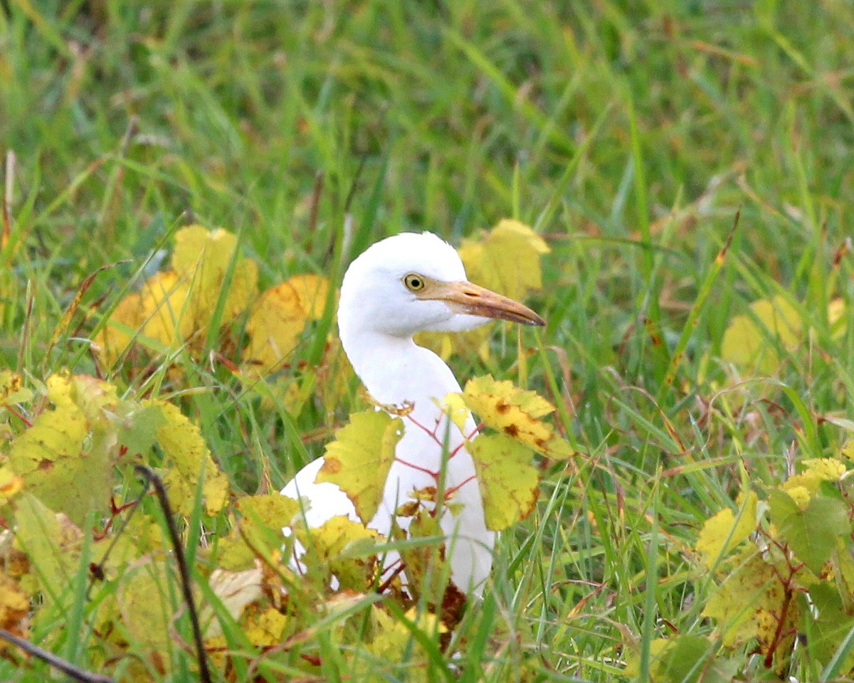 Western Cattle-Egret - ML644094152