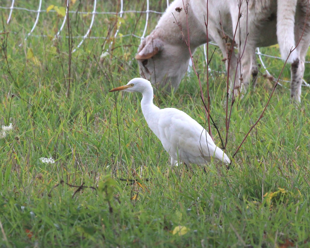 Western Cattle-Egret - ML644094154