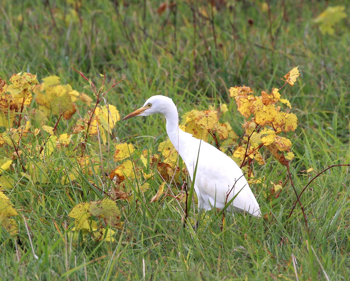 Western Cattle-Egret - ML644094155
