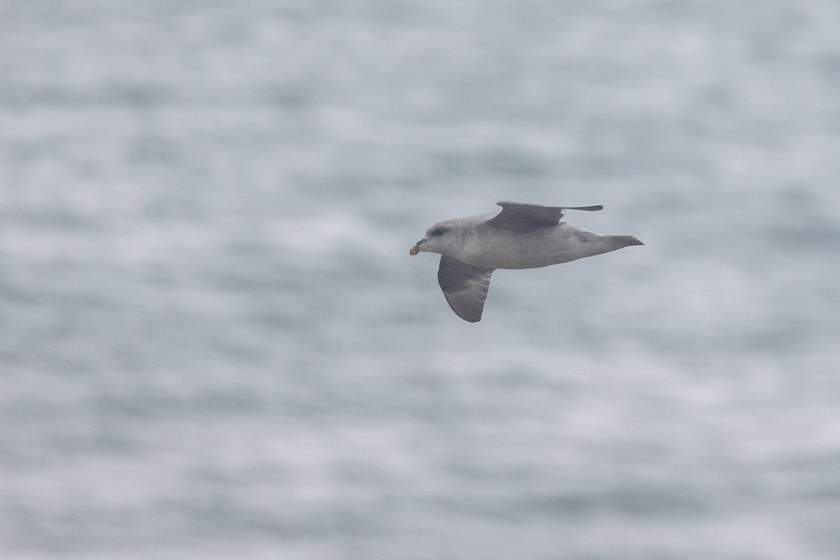 Northern Fulmar (Atlantic) - ML644094165