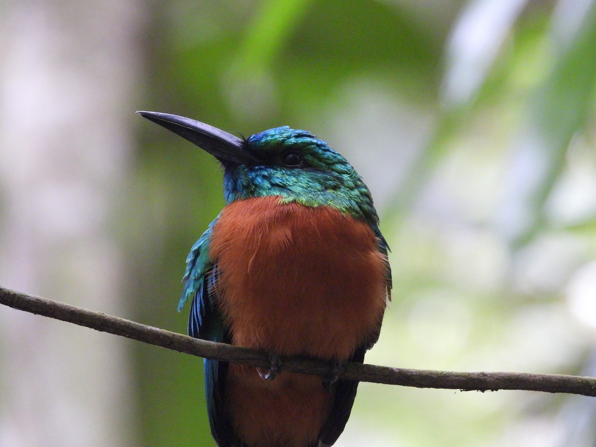 Great Jacamar - ML644094172