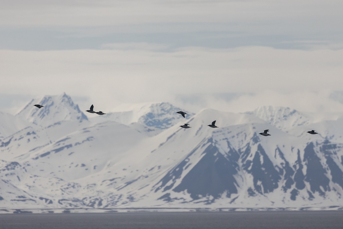 Толстоклювая кайра - ML644094181