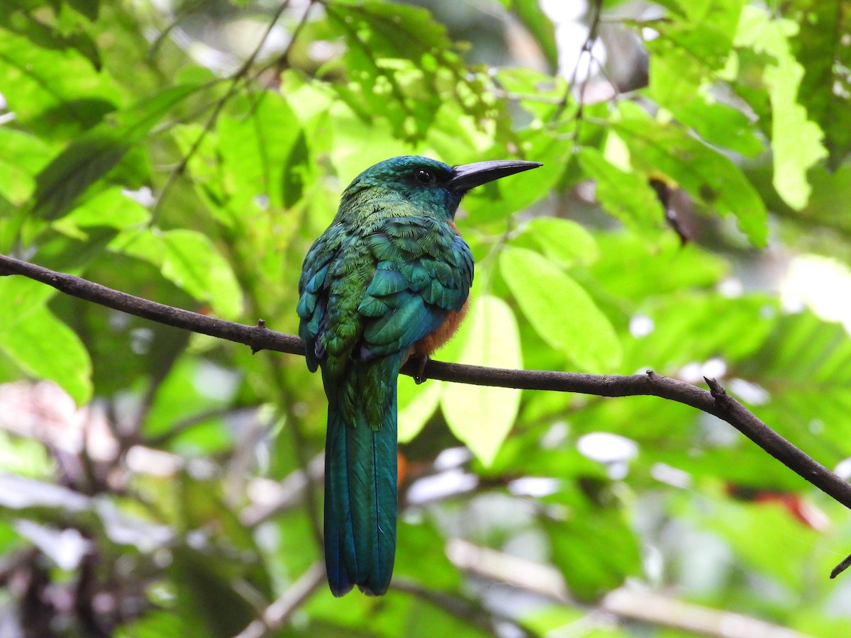 Great Jacamar - ML644094193