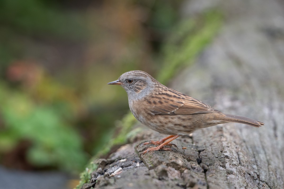 Dunnock - ML644094224