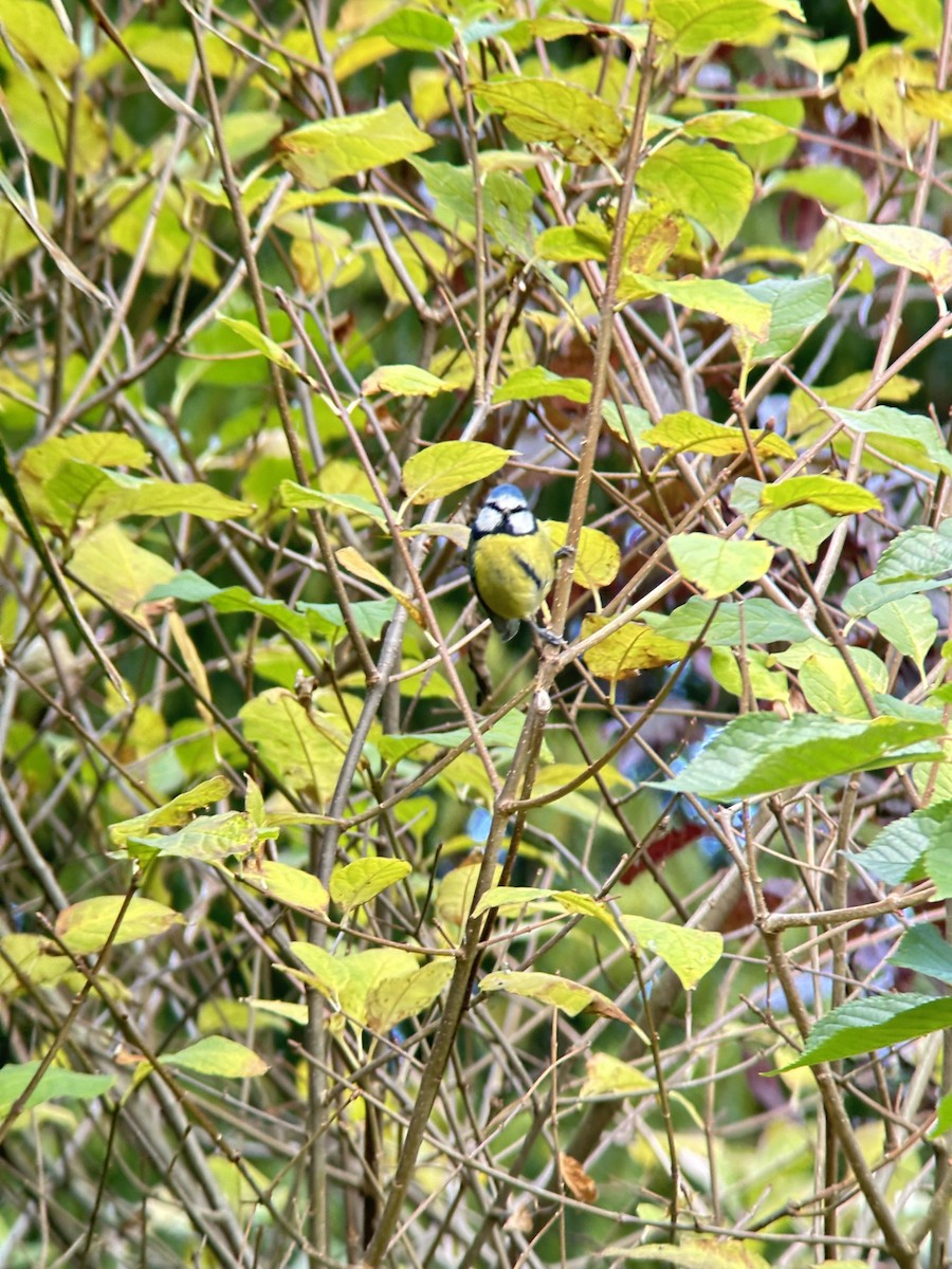 Eurasian Blue Tit - ML644094228