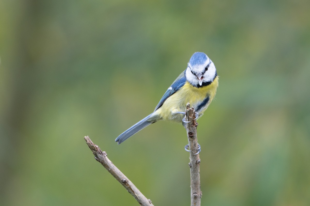 Eurasian Blue Tit - ML644094232