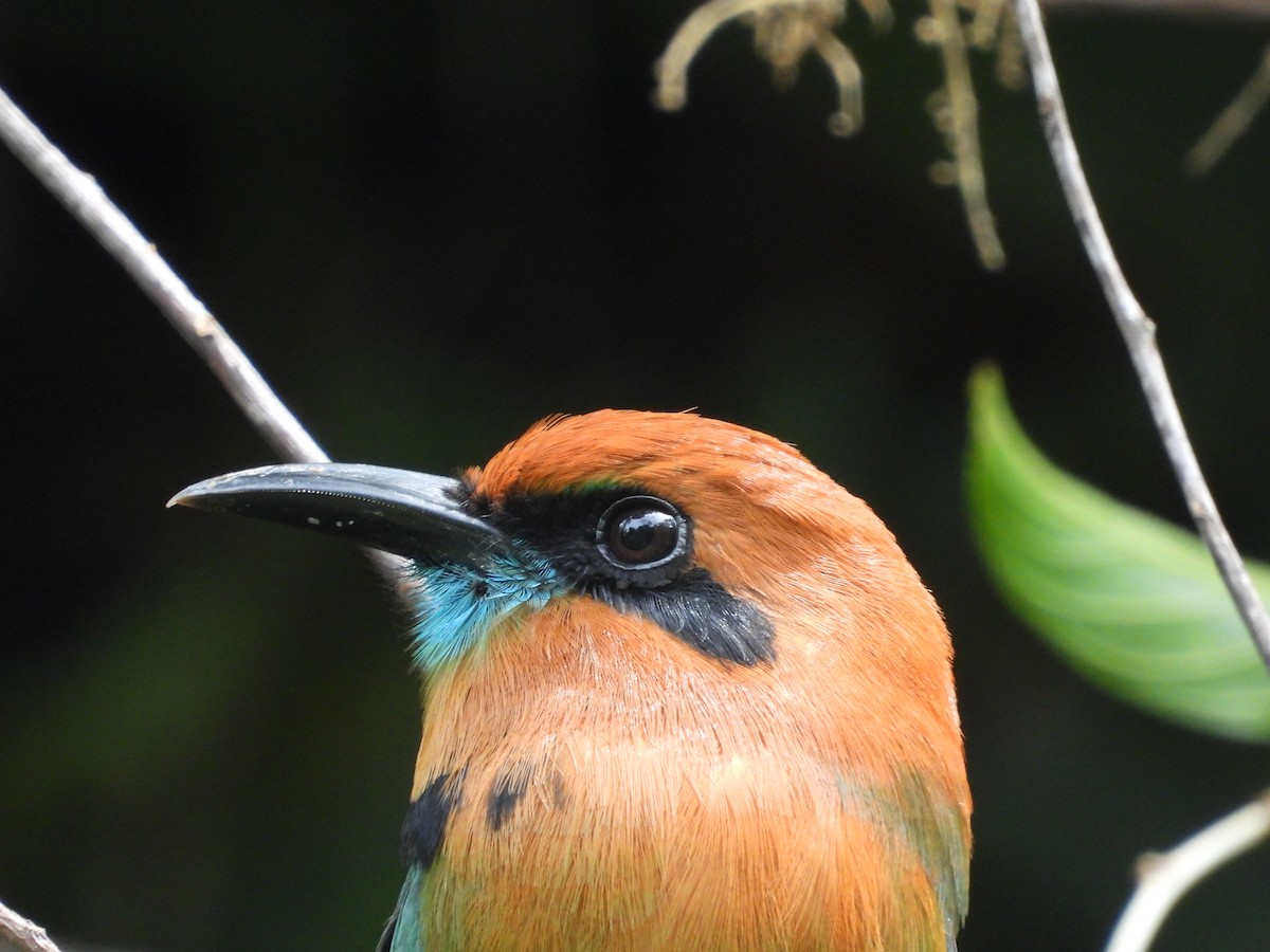 Broad-billed Motmot - ML644094243