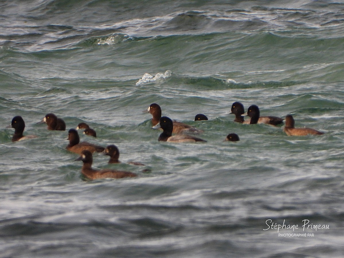 Greater/Lesser Scaup - ML644094249