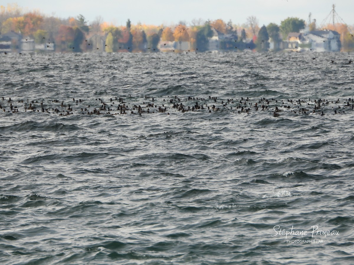 Greater/Lesser Scaup - ML644094250