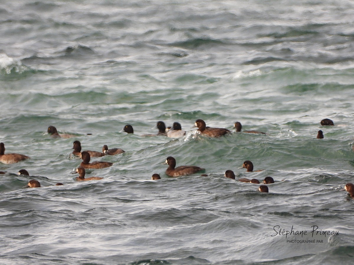 Greater/Lesser Scaup - ML644094251