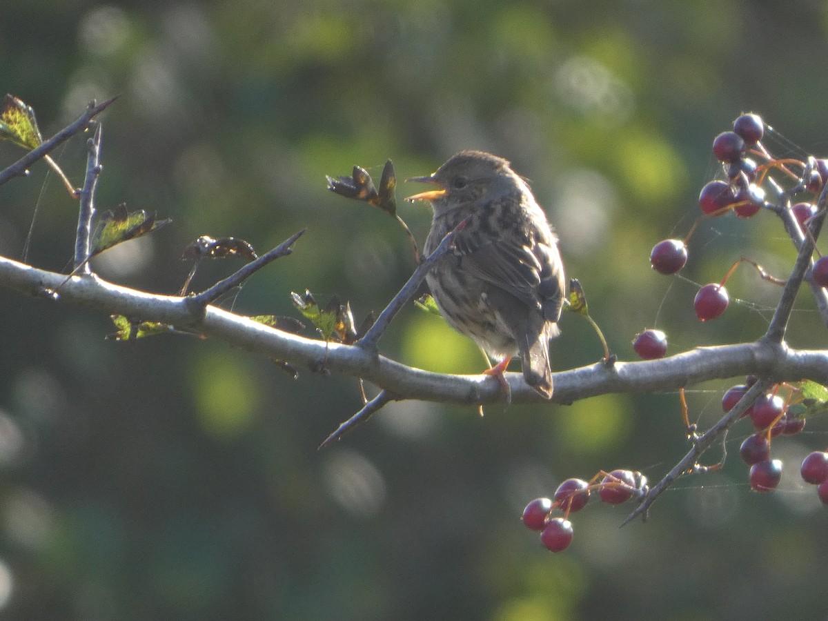 Dunnock - ML644094256