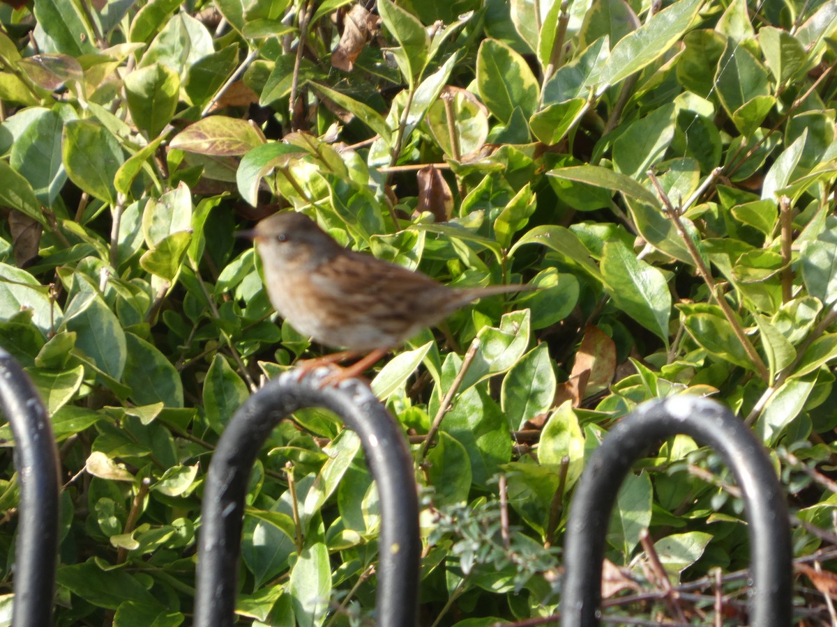 Dunnock - ML644094259
