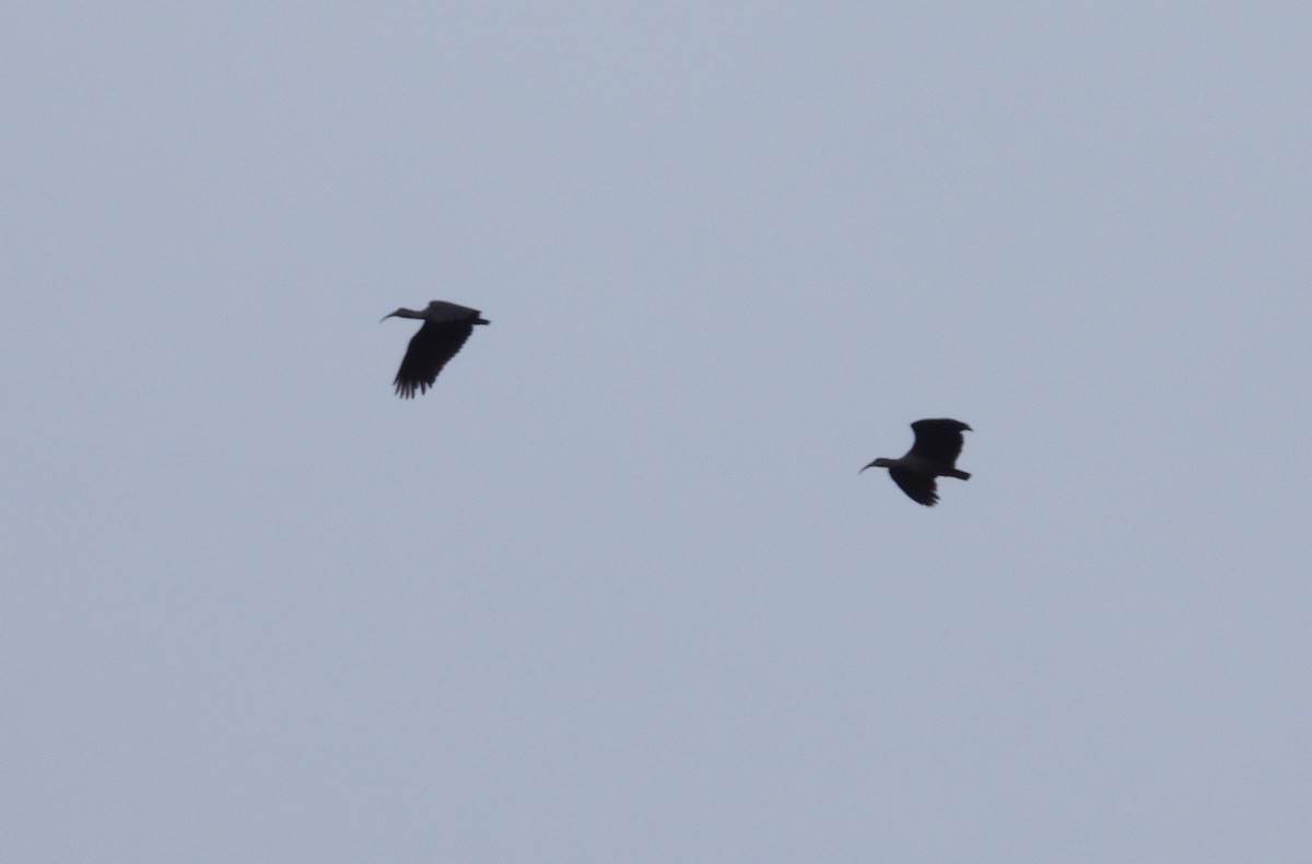 Ibis hagedash - ML644094261