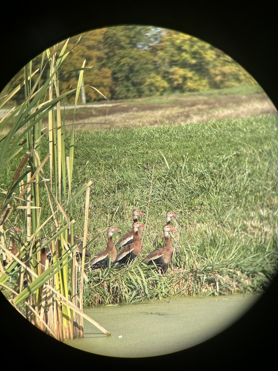 Black-bellied Whistling-Duck - ML644094264